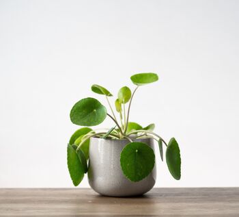 Chinese Money Plant | Pilea Peperomioides, 2 of 4