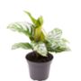 Calathea Concinna Prayer Plant 10cm Pot, thumbnail 2 of 2