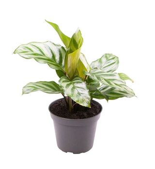 Calathea Concinna Prayer Plant 10cm Pot, 2 of 2