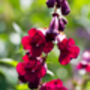 Penstemon 'Ruby Rich' Three X Full Plants In 1 L Pots, thumbnail 1 of 4