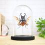 Fighting Stag Beetle Insect Bug Moth Bell Jar Entomology Taxidermy Interior Design Home Decor Cloche Modern Display Gift Ornament, thumbnail 1 of 4