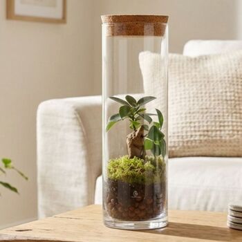 Fully Assembled Bonsai Terrarium Gift | 'Tokyo', 6 of 9