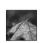 Rain Drops On Maple Leaf Photographic Art Print, thumbnail 3 of 4