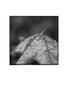 Rain Drops On Maple Leaf Photographic Art Print, 3 of 4
