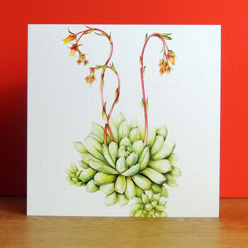 Echeveria Greetings Card, 4 of 5