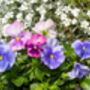 Pansy 'Water Colours Mix' 20 X Full Plant Pack, thumbnail 7 of 7