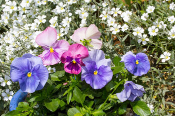 Pansy 'Water Colours Mix' 20 X Full Plant Pack, 7 of 7