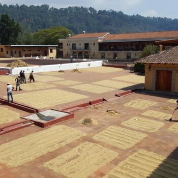 Finca Filadelfia Guatemalan Coffee, 4 of 5