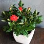 Miniature Rose Plant ‘Red’ One Plant In 10.5cm Pot, thumbnail 4 of 5