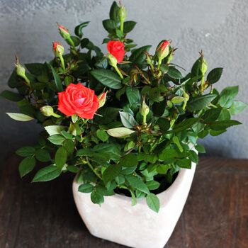 Miniature Rose Plant ‘Red’ One Plant In 10.5cm Pot, 4 of 5