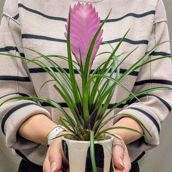 Mini Plant And Pot Subscription Box Houseplant Lover Gift, 4 of 4