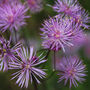 'Purples' Photography Assorted Pack Of Cards, thumbnail 5 of 10