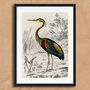 Vintage Crane Heron Illustration Art Print, thumbnail 5 of 7