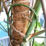Extendable Moss Pole For Climbing Plants 60 80 110cm, thumbnail 1 of 8