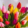 Mixed Tulip Flowers, thumbnail 2 of 2