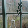 Rye Grass Stained Glass Wildflower, thumbnail 2 of 7