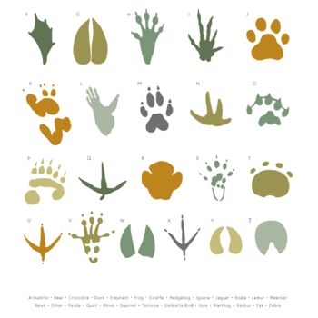 Animal Tracks A–Z Camouflage Print, 2 of 5
