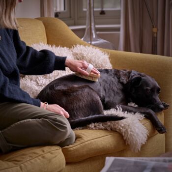 Digby Dog Brush, 3 of 3