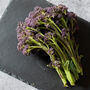 Purple Sprouting Broccoli Six X Plug Plant Pack, thumbnail 1 of 6