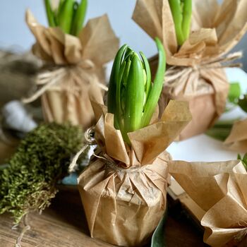 Wax Papered Fresh Hyacinth Bulbs, 10 of 10