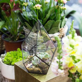 Four Surfaces Diamond Glass Geometric Plants Terrarium, 3 of 7