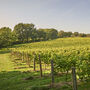 Vineyard Tour Experience At Chapel Down Vineyard, thumbnail 5 of 8