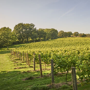 Vineyard Tour Experience At Chapel Down Vineyard, 5 of 8