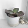 Tiger Stripes Kalanchoe Low Light Succulent House Plant, thumbnail 2 of 4