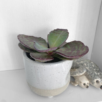 Tiger Stripes Kalanchoe Low Light Succulent House Plant, 2 of 4