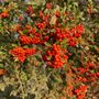 Firethorn Plants, Pyracantha 'Red Column', 10 L Pots, thumbnail 2 of 4