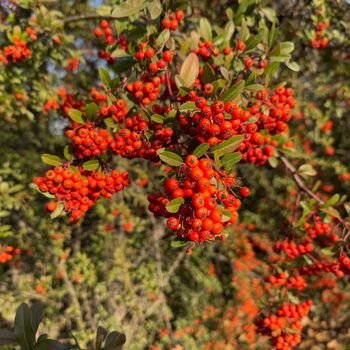 Firethorn Plants, Pyracantha 'Red Column', 10 L Pots, 2 of 4