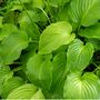Hosta 'Royal Standard' One X Plant In A One Litre Pot, thumbnail 5 of 5