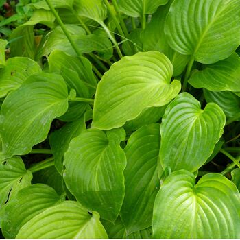 Hosta 'Royal Standard' One X Plant In A One Litre Pot, 5 of 5