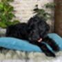 Luxury Velvet Feather Filled Dog Bed Turquoise, thumbnail 5 of 11