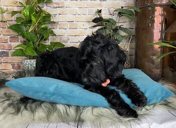 Luxury Velvet Feather Filled Dog Bed Turquoise, 5 of 11