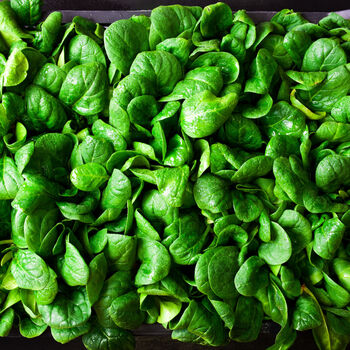 Spinach 'Bella' 12 X Plug Plant Pack, 3 of 5