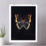 Butterfly Photographic Print, thumbnail 2 of 4