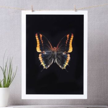 Butterfly Photographic Print, 2 of 4