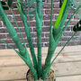 Artificial Topiary Palm Tree, thumbnail 4 of 8