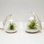 Hanging Glass Terrarium Set Airplants Extras Plant Gift, thumbnail 3 of 5
