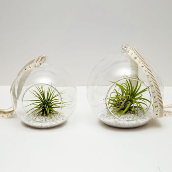 Hanging Glass Terrarium Set Airplants Extras Plant Gift, 3 of 5