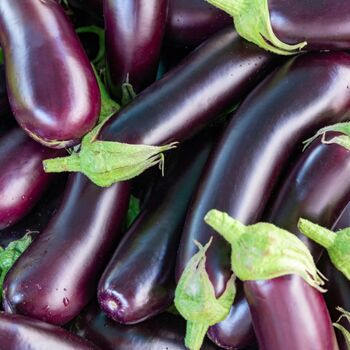 Vegetable Plants Aubergine 'Moneymaker' Plug Pack, 8 of 12