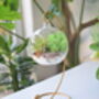 Diy Air Plant Terrarium Kit Hanging Terrarium Gift Forest Green With Optional Gold Stand, thumbnail 2 of 7