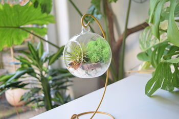 Diy Air Plant Terrarium Kit Hanging Terrarium Gift Forest Green With Optional Gold Stand, 2 of 7