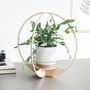 Wooden Plant Hanger Round, thumbnail 3 of 7