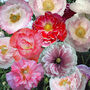 Grow Your Own Pink Bedding Flowers Gift Set, thumbnail 3 of 8