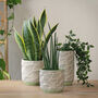 Terracotta 'Leaf' Planters And Vase, thumbnail 1 of 7