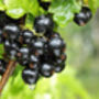 Blackcurrant Plants, 'Ben Sarek', thumbnail 12 of 12