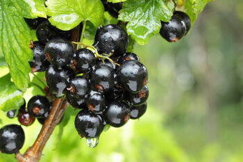 Blackcurrant Plants, 'Ben Sarek', 12 of 12