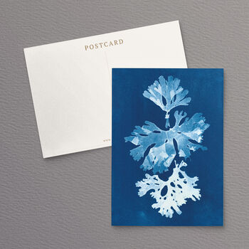 British Seaweed Postcards Set Pack Of Five, 4 of 10